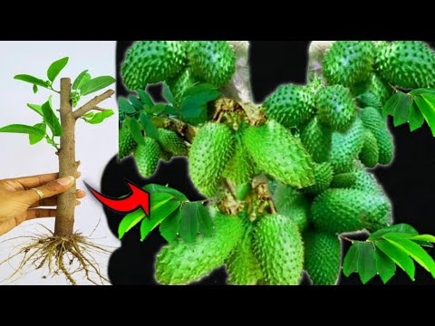 Amazingly More Fruit How To Propagate Soursop Trees By Stem Cuttings ...