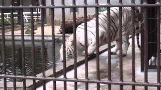 2015.7.20 宇都宮動物園☆ホワイトタイガーのアース【White tiger】_10