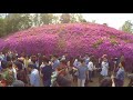 gunpo azalea festival part 5 30 april 2017