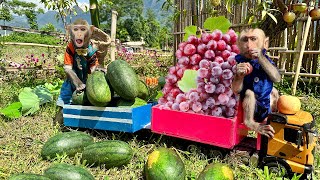 Bim Bim obediently help dad harvest fruits and vegetables with Naughty Baby Obi | Baby Monkey Animal