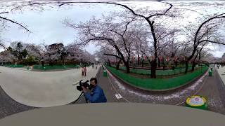 VR 360 Cherry-blossom viewing お花見 上野恩賜公園 (2)