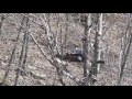 exploding a poachers deer stand with a exploding rifle target