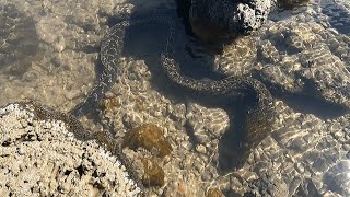 阿明赶海竟遇上海底鱼群，值钱货猛货到处窜，直接捡爆桶太刺激了