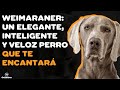 WEIMARANER: 9 COSAS que debe saber