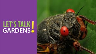 Cicadas!, Let's Talk Gardens