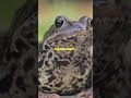 Animal that never sleeps : Bullfrog