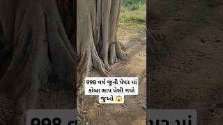 998 વર્ષ જૂની પેપર માં કોબ્રા સાપ પેસી ગયો જુઓ 😱 #trending #viral #Reels #funny