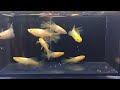 東天紅（楊貴妃ひかり体型）リアルロングフィン（めだか・killifish）