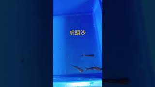 虎頭沙（雙胞胎淡水魚苗工作室）