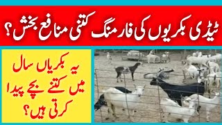 Taddy Goat Farming profitable business | ٹیڈی بکریاں پالنے کے فائدے