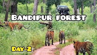 Bandipur forest| Day-2 |Animals |Bear |Elephant |Peacock |Travel Time #traveltime #forest #animals