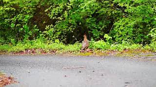 雛を守るヤマドリ Syrmaticus soemmerringii の雌親（Ⅱ）～鳴いて雛にここにいるよと知らせる～