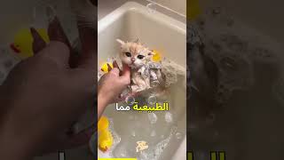 لماذا تكره القطط الاستحمام؟ 🛁🐱