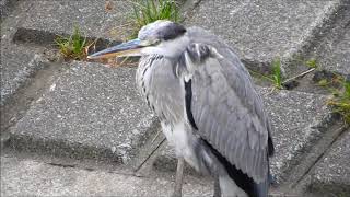 アオサギ　イソシギ　カワセミ　コサギ　モズ　オオバン　バン　今日の鳥