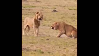 Lorkulup dando una Advertencia a Olchore (Recuerdos) #lion #leão #short #safari #bigcat #viralvideo