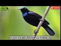 SUARA PIKAT KOLIBRI NINJA || BLACK SUNBIRD