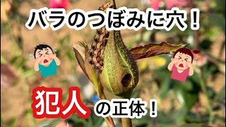 バラの蕾の穴〜タバコガについて〜