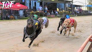 Greyhound track race - Republic of Ireland