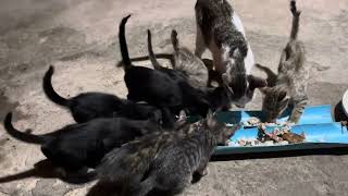 Hungry Kittens Screaming Loudly for dinner #cat #save #rescue