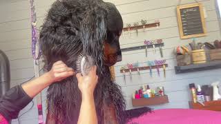 Gordon Setter Grooming - full pet trim - part 2 - de-matting wet ; trimming feathers wet