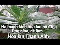 Hai cách kích hoa lan hồ điệp cực hiệu quả