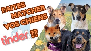 DOG MEETINGS: The TINDER Method (Dog Question No. 17)