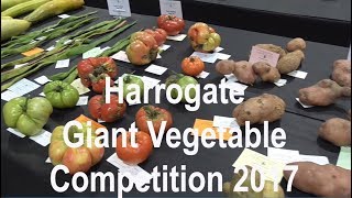 Harrogate Giant Vegetable Competition 2017