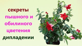 ДИПЛАДЕНИЯ, СЕКРЕТ ПЫШНОГО И ОБИЛЬНОГО ЦВЕТЕНИЯ. ОБРЕЗКА, ПОДКОРМКА, УХОД, в ФЕВРАЛЕ.