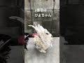 勝手口の前を通っていくにわとりたち　roosters passing by the back door ニワトリ backyardchickens ペット youtubeshorts