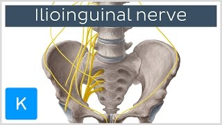 Ilioinguinal Nerve - Course \u0026 Innervation - Human Anatomy | Kenhub