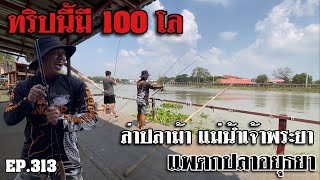 🎣🐠We are Angler EP:313 “ล่าปลาม้า 100 โล เมืองอยุธยา แพนี้มีปลาเยอะจริงๆ!” |ตกปลาแม่น้ำเจ้าพระยา