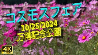 【４K】万博記念公園　コスモス・コキアフェア（2024年10月25日撮影）