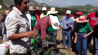 PROTOCOLO DE PLANTACION DE ARBOLES FRUTALES