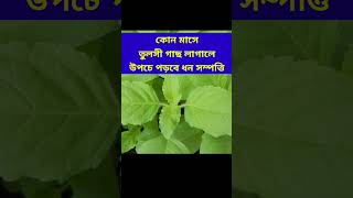 কোন মাসে তুলসী গাছ লাগাবেন? #shorts #youtubeshorts #trending #shortvideo #viral #amarchokhedakha