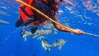 I SNORKELED WITH SHARKS IN MALDIVES 2022 | LOST SHIP WREK | FULIDHOO ISLAND | LUNCH AT SAND BANK