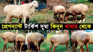 টার্কিশ দুম্বার খামার। প্রেগন্যান্ট টার্কিশ দুম্বা কিনুন পাবনা থেকে।