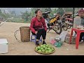 an interesting day of picking chayote for phuong and her son when her husband is away from home