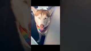 Best Funny Animal Videos 2022 🐕‍🦺 - Funniest Dogs 😁