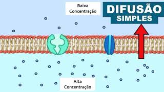 Difusão simples e facilitada.