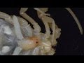 Scorpion Giving Birth (EXTREME close-up and focus)