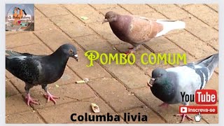 POMBO COMUM - Columba livia - Se alimentando na praça. 2022.