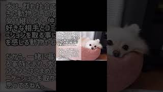 愛犬に愛情を感じてくれる飼い主の行動【犬の飼い主】 #pomeranian #犬の飼い方