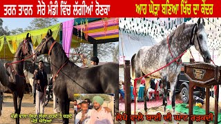 Tarn Taran Horse Mandi 2024 , ਦੇਖੋ ਪਿੰਡ ਸੇਰੋ ਵਿੱਚ ਲੱਗੀਆਂ ਰੋਣਕਾ ਚੋਟੀ ਦੇ ਪਹੁੰਚੇ ਘੋੜੇ  , ਤਰਨ ਤਾਰਨ 2024