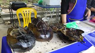 #GRILLED #HORSESHOE #CRABS A HIT AT #KEDAWANG, #LANGKAWI | #BELANGKAS #BAKAR