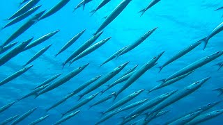 【一緒に泳ごう！】　　ホソカマスの群れ　　Swim with a school of  Arrow barracuda