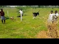 Download Amazing Jump Of Kanni Dogs - South Indian dog In Mp4 3Gp Full HD Video