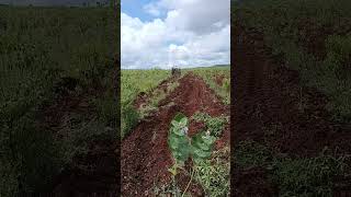 #ఎర్రచందనం \u0026 శ్రీగంధం సాగు #farming #రైతు #జై జవాన్ జై కిసాన్ #రైతన్న కి జై #వైరల్ వీడియో