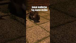 Sokak kedilerine yaş mama verdim #cat #kedimamasi #catlover #kediplus