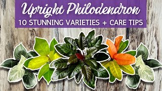 10 STUNNING Upright Philodendron Varieties | Self-Heading Philodendron | Terrest