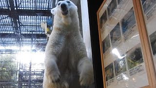 しろくまピースが最高にご機嫌で激レアなファンサービス連発♡♥とべ動物園